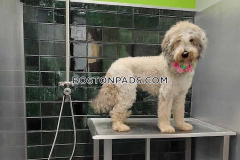 Brookline Ave. Boston photo 13