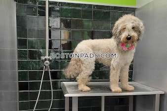 Brookline Ave. Boston