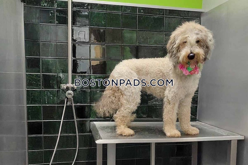 Boston - $3,799+ /month